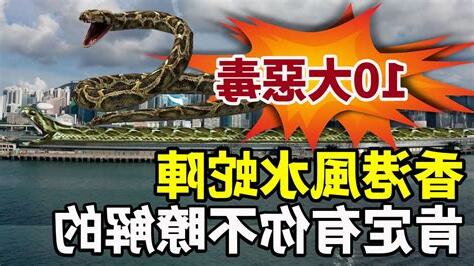 香港 蛇陣